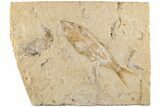 Cretaceous Fossil Fish (Sedenhorstia) and Shrimp- Lebanon #200765-1
